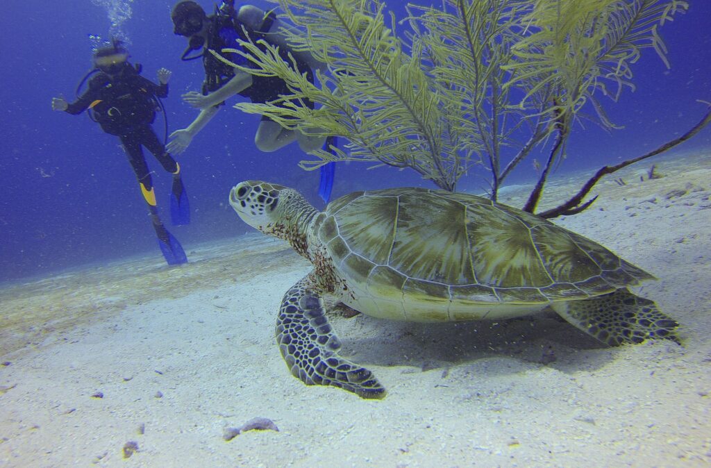 turtle-588497_1920 - Relish My Holidays turtle scuba