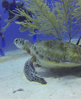 turtle scuba