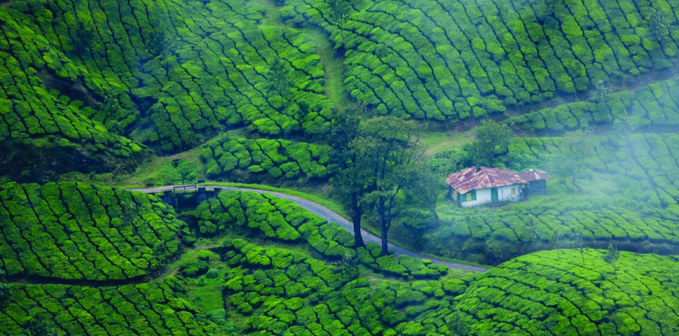 munnar tea garden