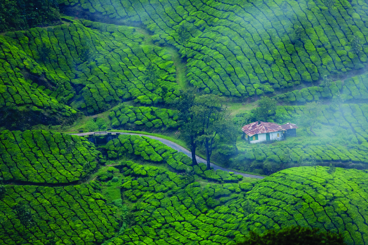 munnar tea garden